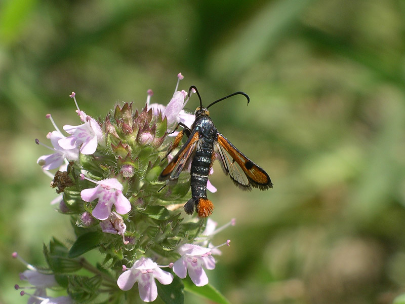 Sesiidi da determinare: Pyropteron chrysidiforme